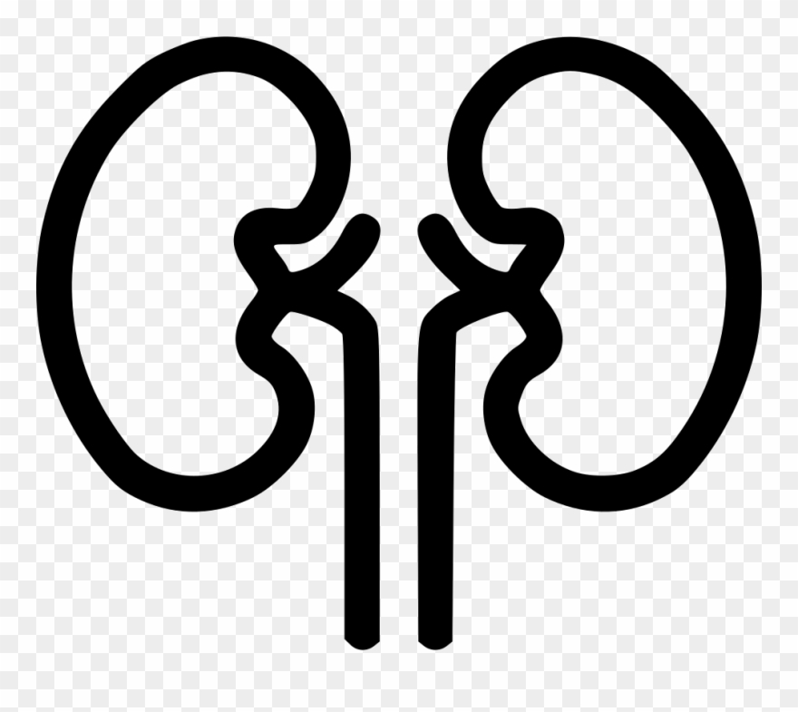 Kidney Organ Health Medical Health Renal Kidnies Comments - Kidney Icon Clipart