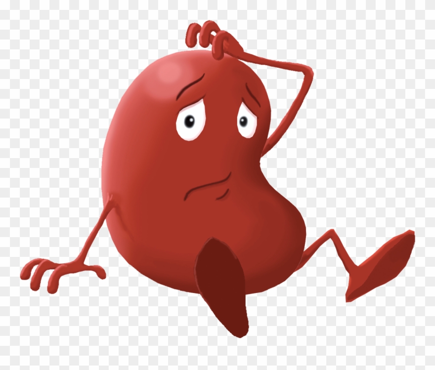 Kidney Sitting - Kidney Cartoon Png Clipart