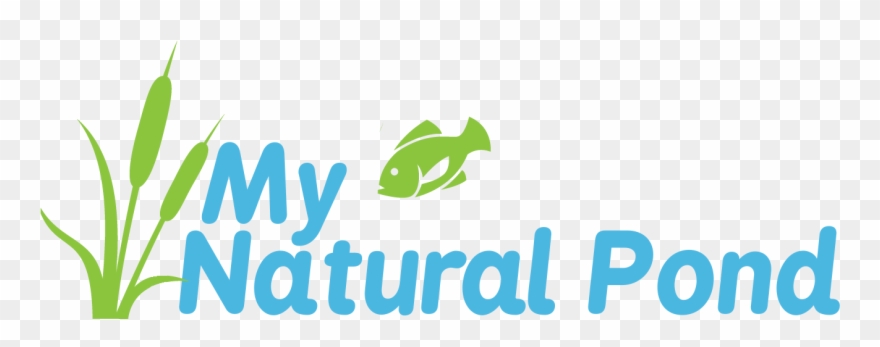 My Natural Pond - Pond Clipart