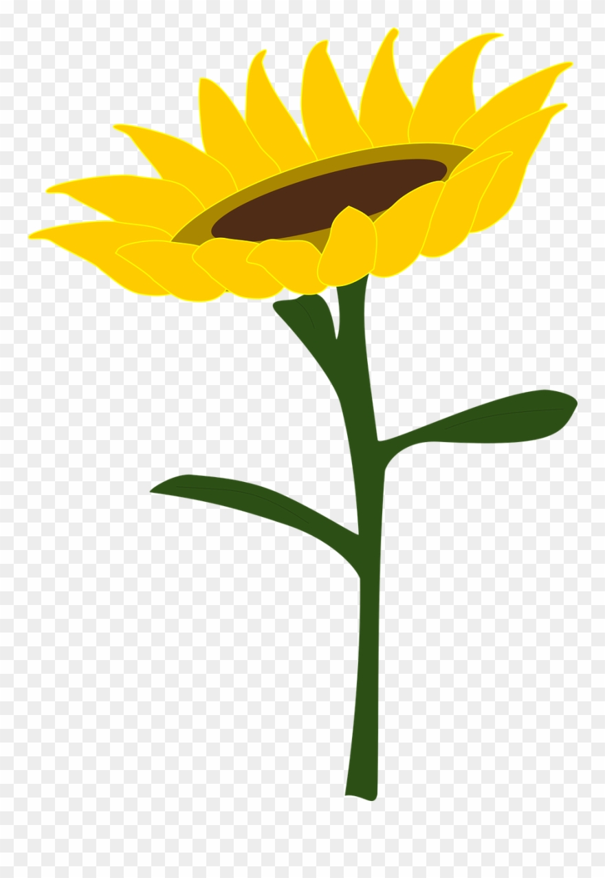 Sunflower Honey Field Summer Plants Free Photo - Vektor Bunga Matahari Png Clipart