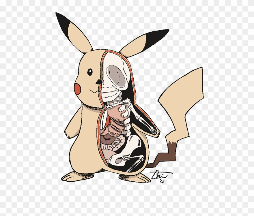 Pikachu Anatomy Clipart
