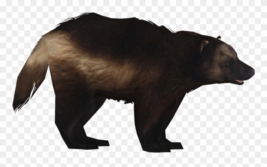 Clip Athamus Zt Download Library - Grizzly Bear - Png Download