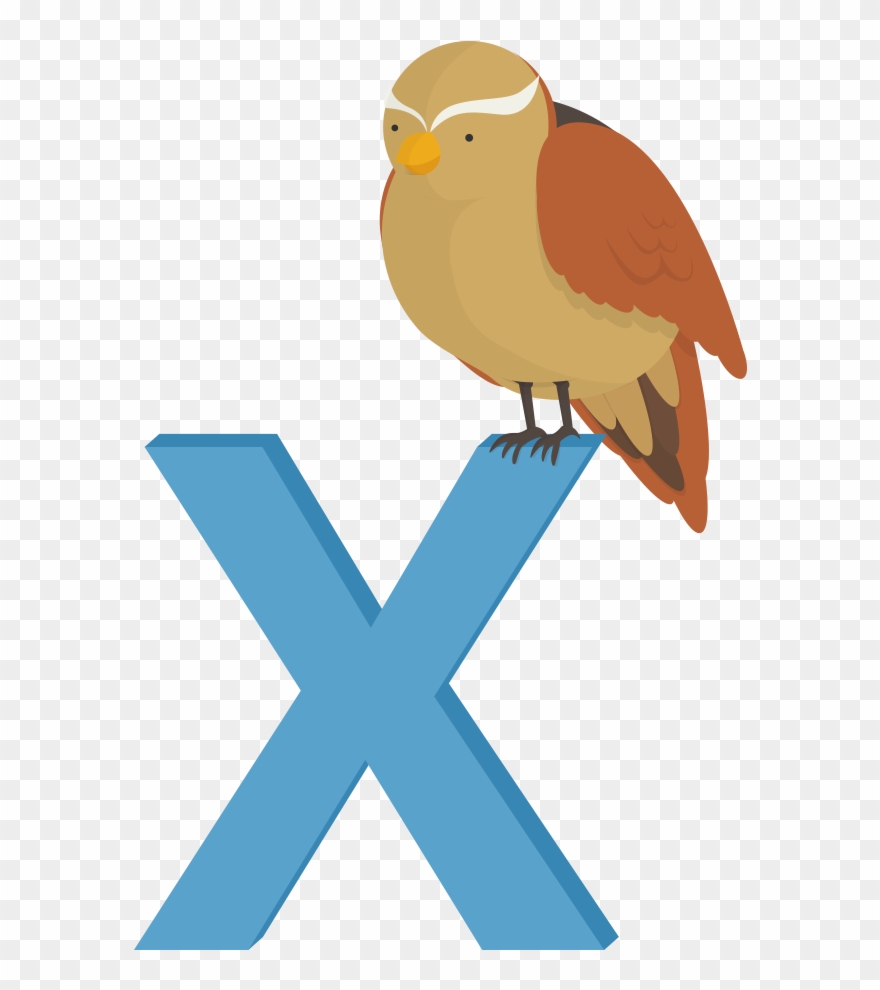 Xenops Bogstavzoo 1000×1000 - Illustration Clipart