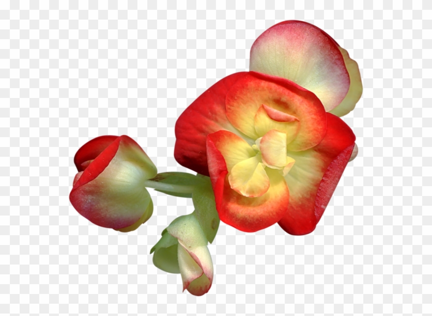 Visit - Flower Clipart