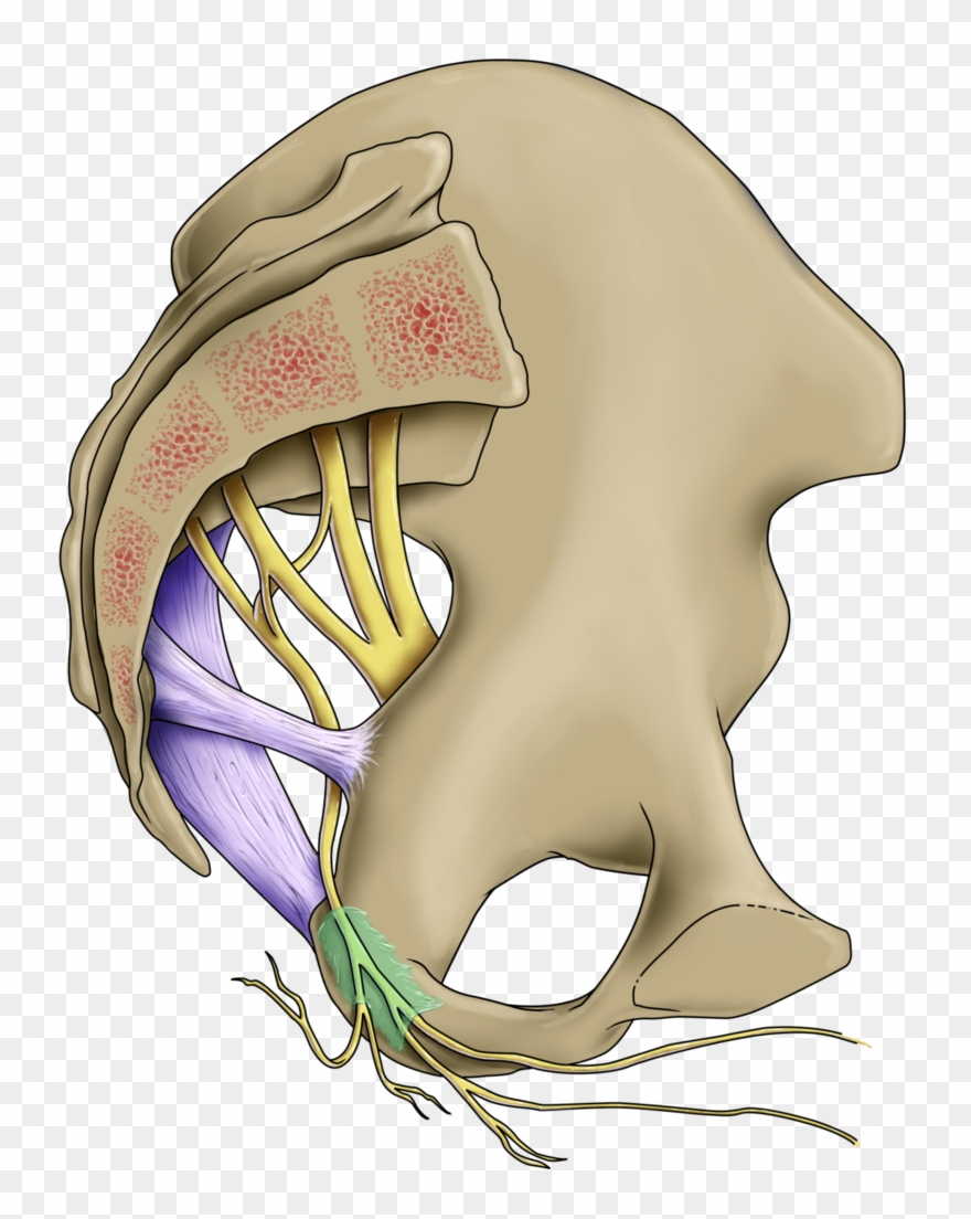 Male Vs Female - Pudendal Nerve Clipart