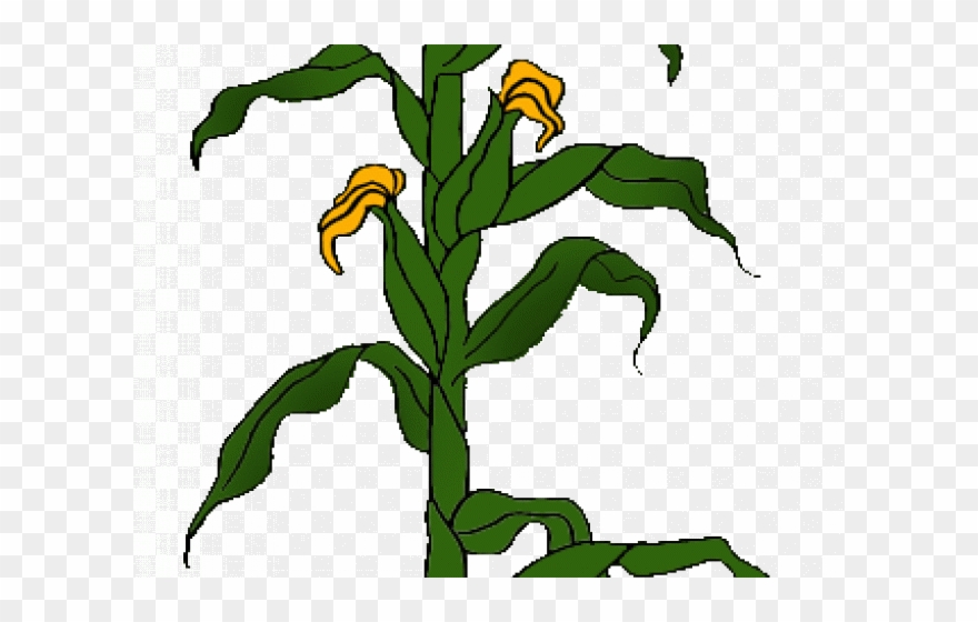 Stem Clipart Flower Stalk - Corn Plant - Png Download