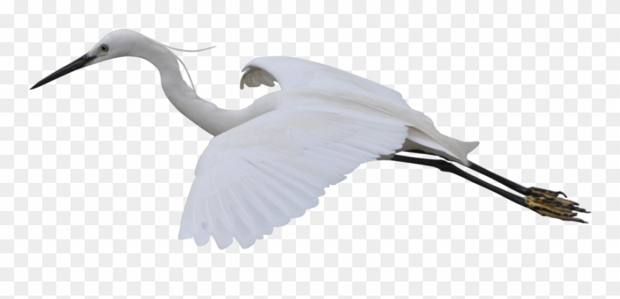 Crane Gratis Transprent Png - Garzas Png Clipart