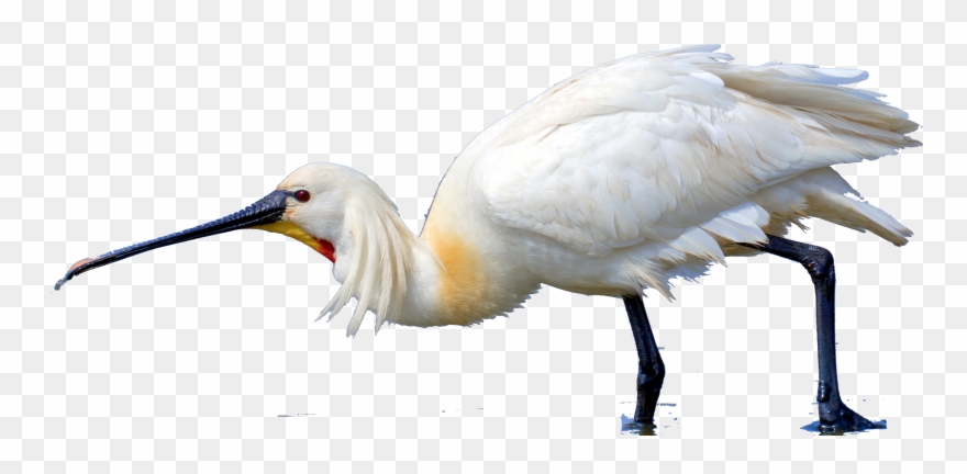 Archaeopteryx Lithographica All Birds - Eurasian Spoonbill Clipart