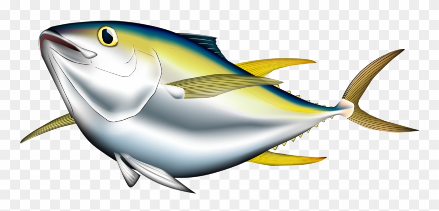 Bigeye Albacore Pacific Bluefin Illustration Cartoon - Transparent Background Tuna Clipart - Png Download