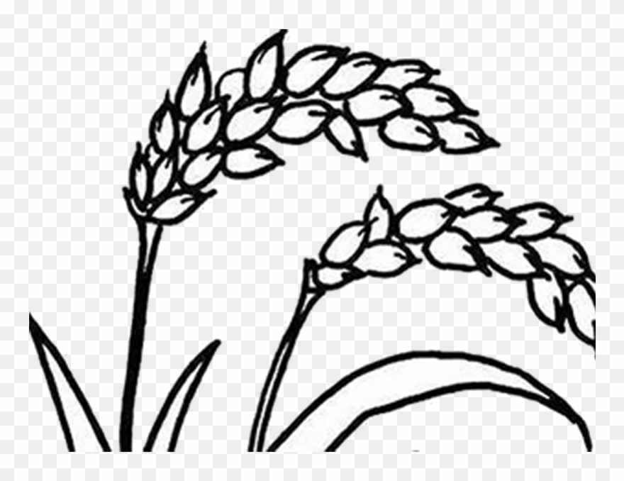 Png Black And White Stock Farming Drawing Rice Plantation - Clipart Rice Plant Black And White Transparent Png