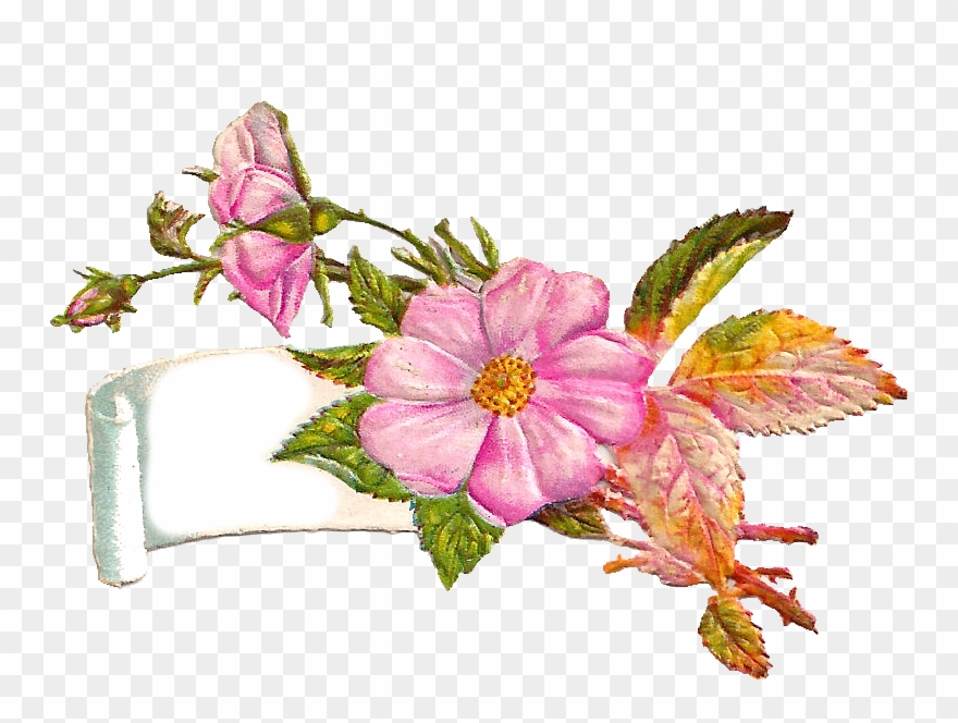 Antique Images February This Is A Very - Clip Art - Png Download