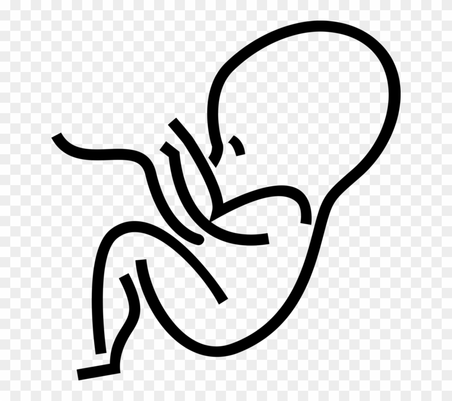 Vector Illustration Of Fetus Prenatal Human Between Clipart
