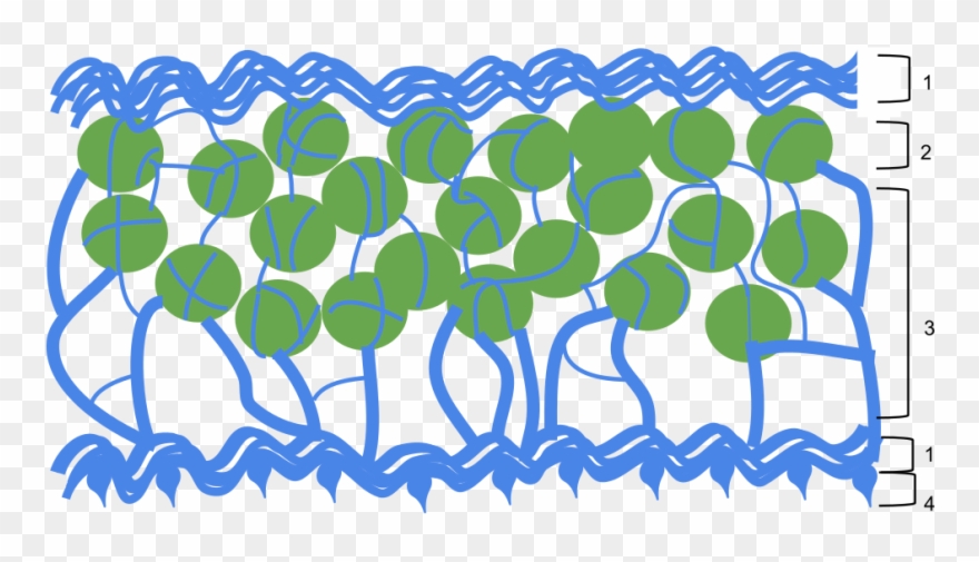 Open - Lichen Physiology Clipart