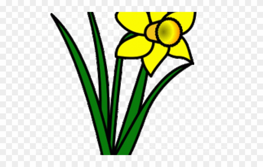 Daffodils Clipart Leek - Png Download