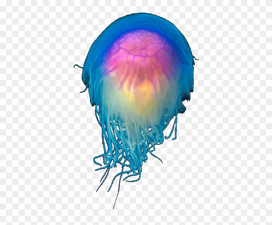 Clipart Transparent Library I Like Weird Things Image - Jelly Fish On Transparent - Png Download