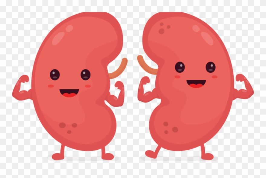 Automatic Reporting Improves Kidney Patient Outcomes - Riñon Dañado Por El Alcohol Clipart