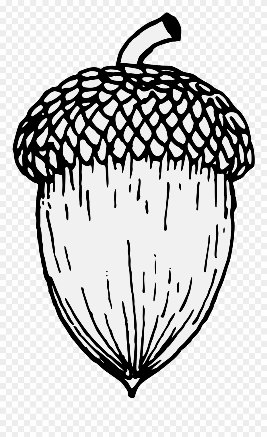 Clip Art Royalty Free Library Acorn Black And White - Acorn Drawing - Png Download