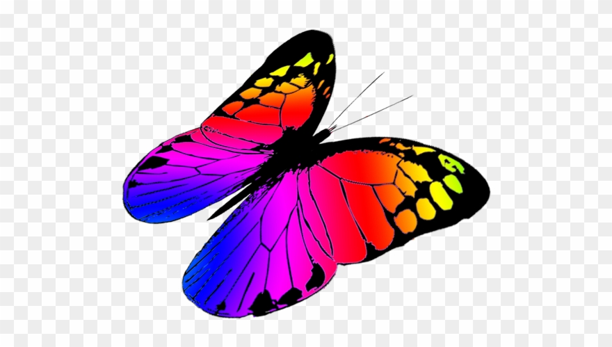 Download Clip Art Of Butterfly In Flight Clipart Best - Colorful