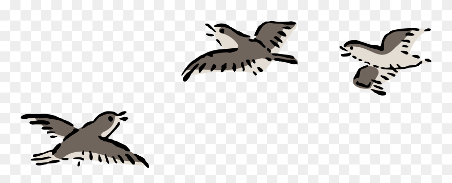 Bird Flight Bird Flight Columbidae Airplane - Clip Art Birds Flying - Png Download