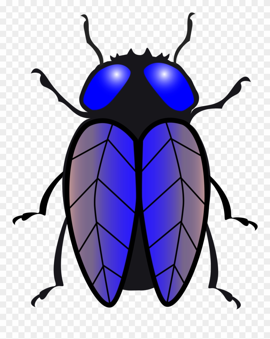 Fly Clipart Drosophila Melanogaster 611707 3246648 - Lalat Vektor Png Transparent Png