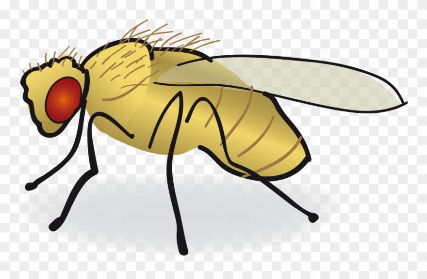 Common Clip Art Transprent - Drosophila Drawing - Png Download