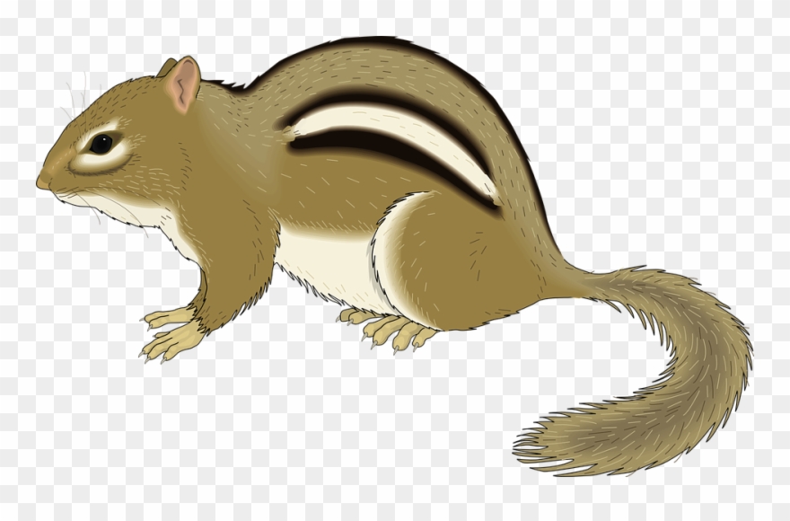 Chipmunk - Chipmunk Clip Art - Png Download