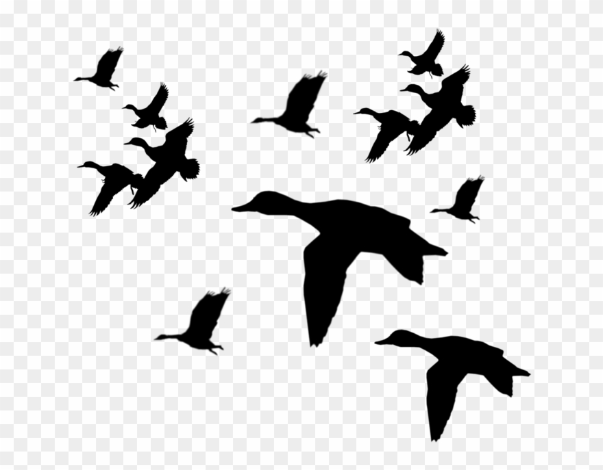 Duck Flying Silhouette - Flying Duck Silhouette Png Clipart
