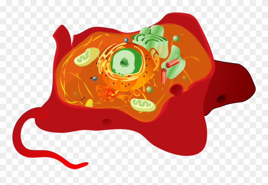 Download Svg Freeuse Download Adobe Logo Online And - Organelles Of A Cell Edgenuity Clipart