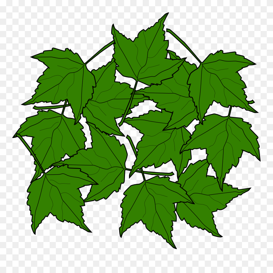 Autumn Leaf Color Branch Norway Maple - Blatt Ahorn Png Clipart