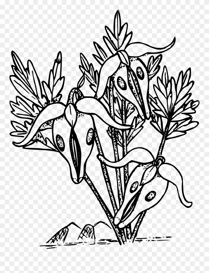 Big Image - Bleeding Heart Flower Coloring Clipart