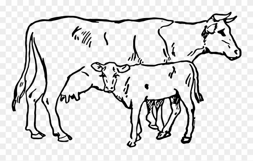 Beef Vector Cow Indian Clip Royalty Free Download - Cow And Calf Drawing - Png Download