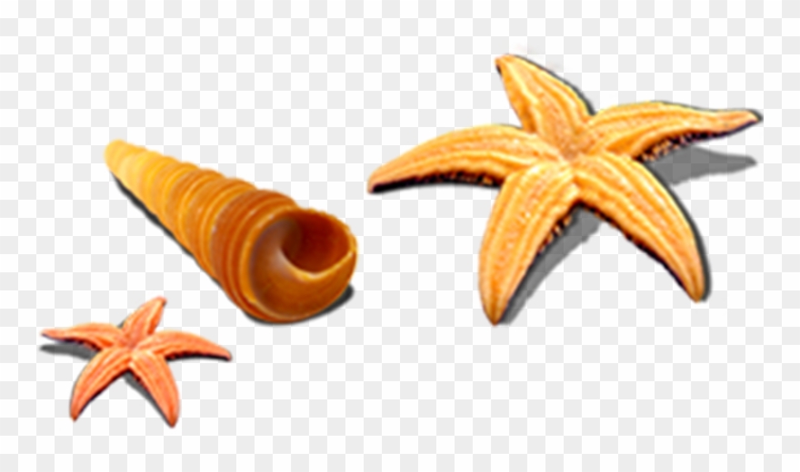 Starfish Seashell Snail Seafood - Caracol Estrella De Mar Png Clipart