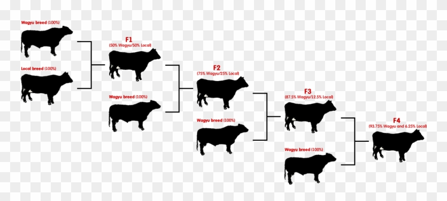 Steak 101 What Is Wagyu Looloo Insights Cattle Clip - Angus Vs Wagyu - Png Download