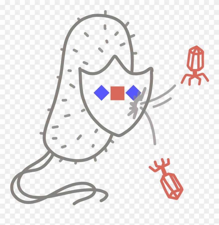 ” An Adaptive Immune System Found In Bacteria And Archaea, Clipart