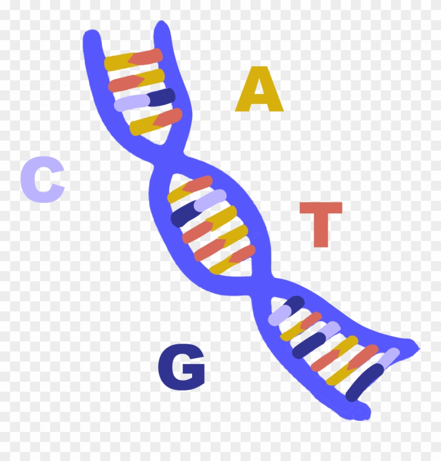 Download Abbreviation Of Deoxyribonucleic Acid, A Long Molecule Dna