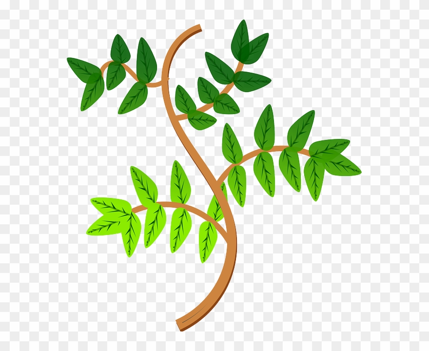 Ramas De Una Planta Clipart