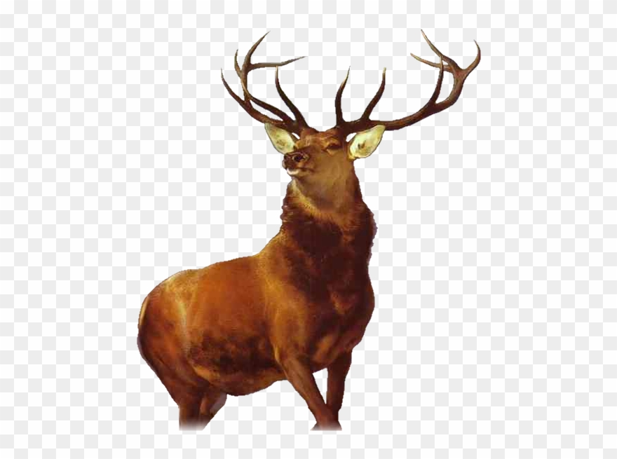 Tubes Animaux De La Forêt - Franz Marc Deer Painting Clipart