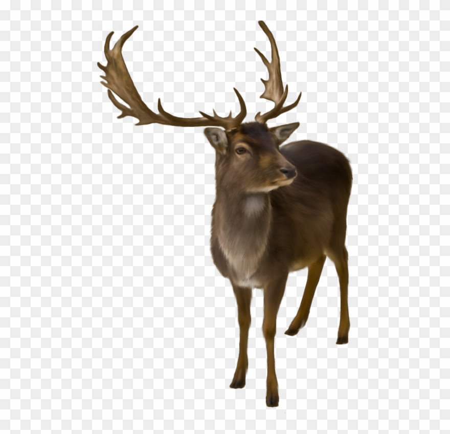 Tubes Animaux De La Forêt - Cerf Png Clipart