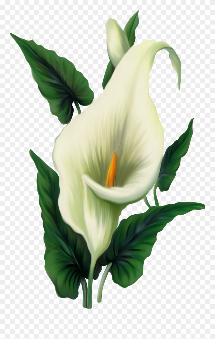 Peace Lily Clip Art - Png Download