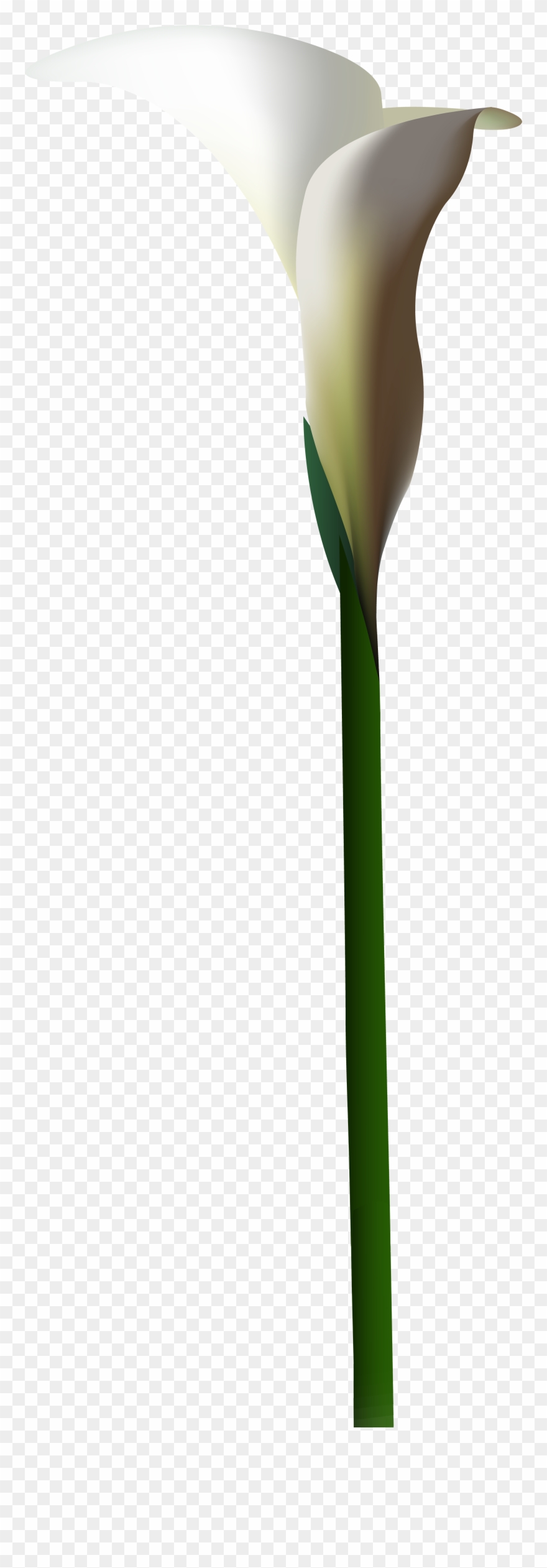 Arum Clipart