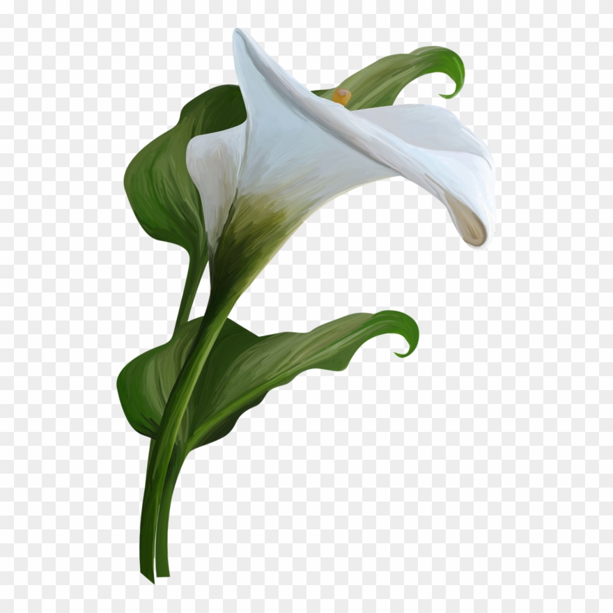 Clip Art Mix 3 - Calla Lily Transparent Background - Png Download