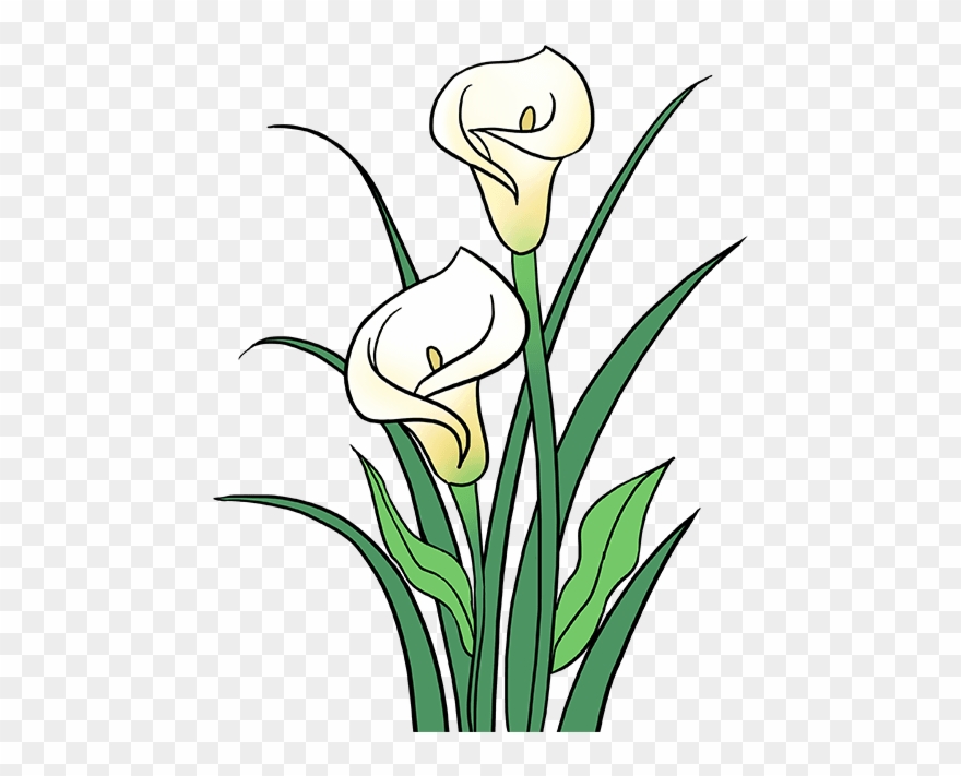 How To Draw Calla Lily - Drawing Clipart
