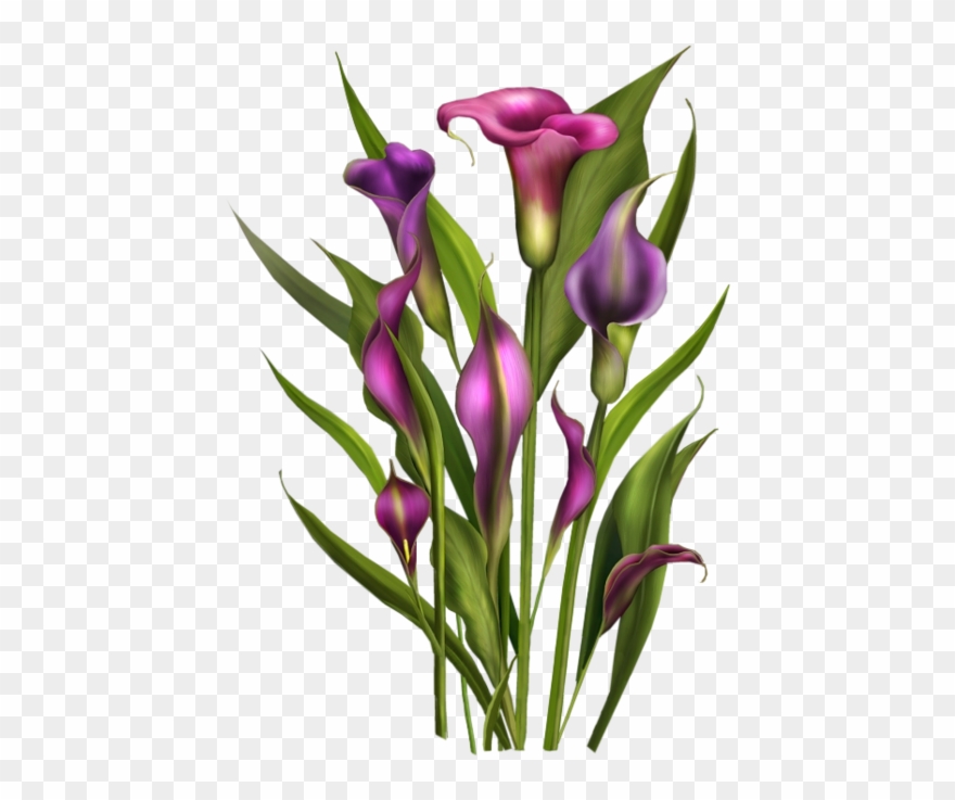 Tubes Fleurs / Bouquets Spring Flowers, Calla Lily, - Flower Clipart