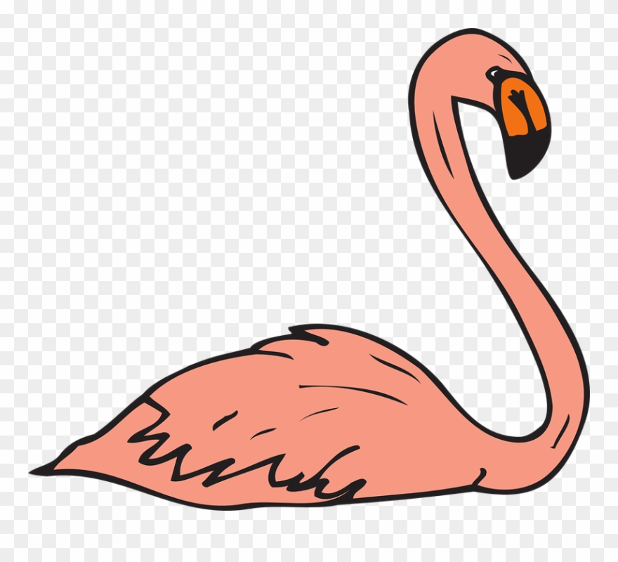 Pink Bird Swimming Wings Flamingo Long Neck - Flamingo Birds Swimming Clipart