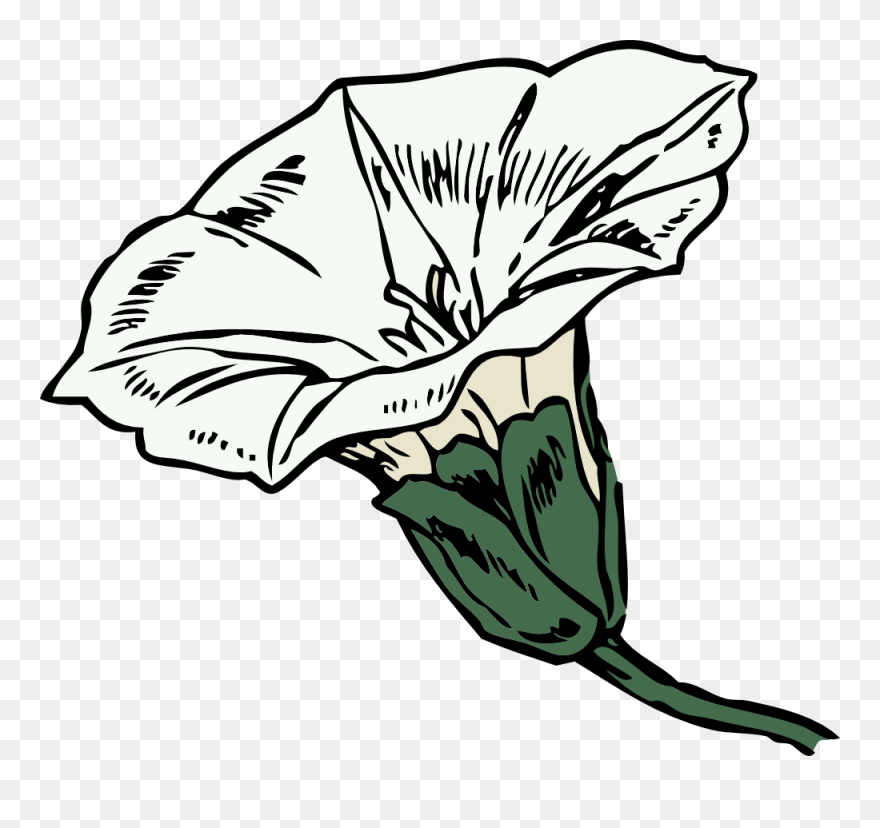 1 - Flor De Enredadera Dibujo Clipart