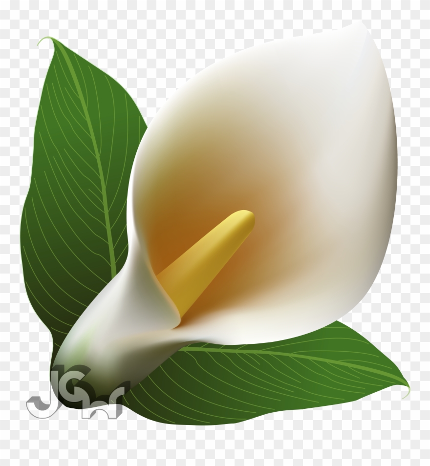 Calla Lily Clip Art - Png Download