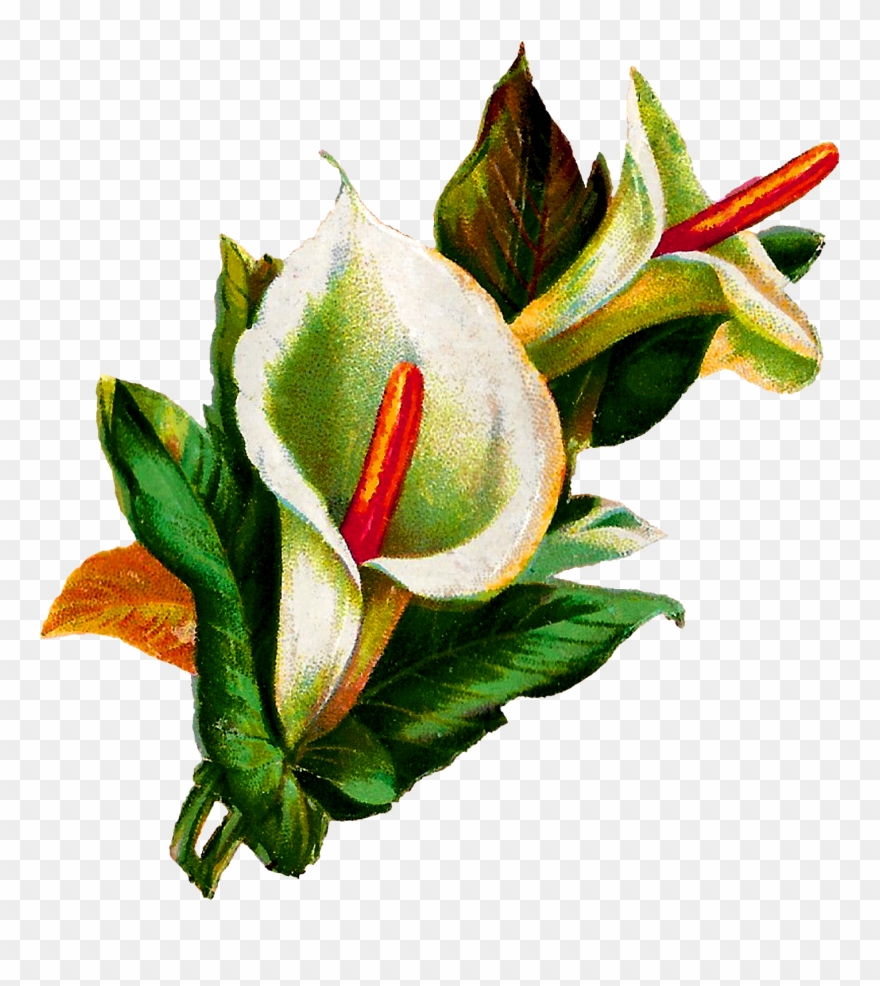 Calla Lily Clipart Potluck - Calla Lily Botanical Illustration - Png Download