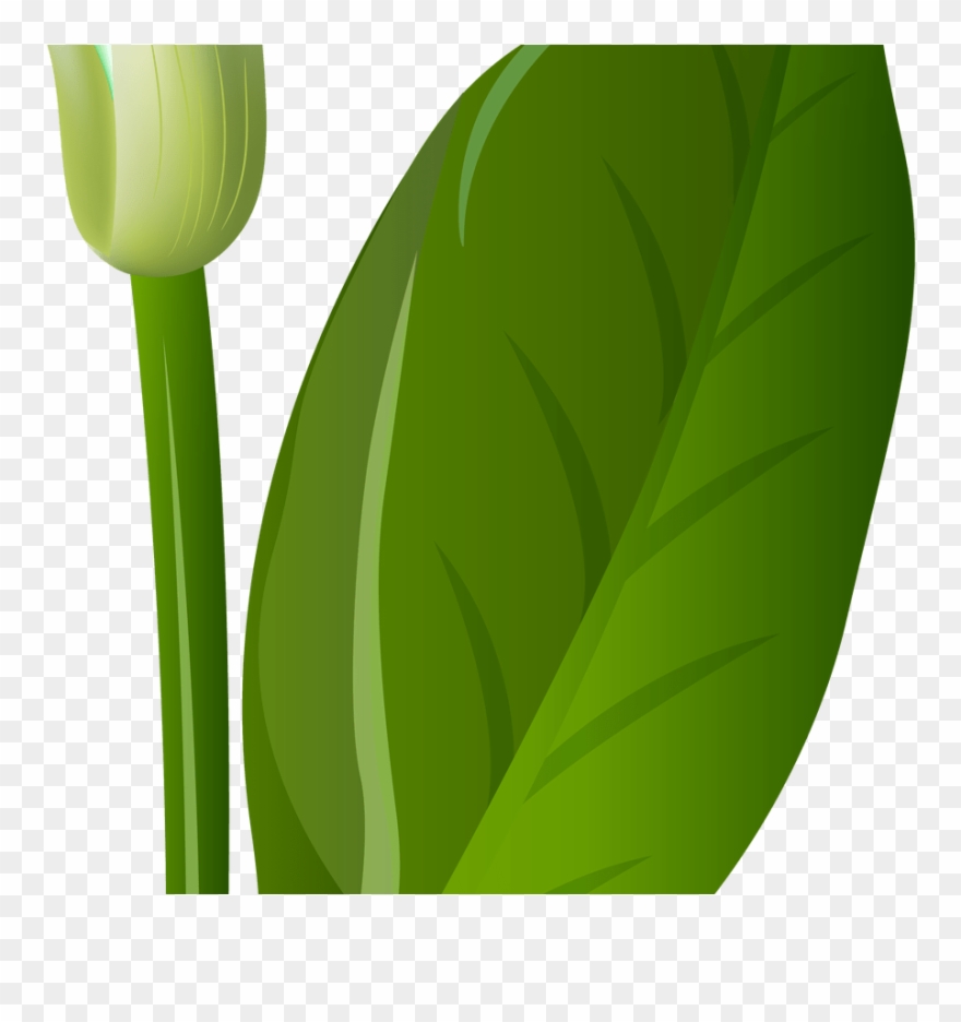 Calla Lilly Clip Art World Wide Clip Art Website - Clip Art - Png Download