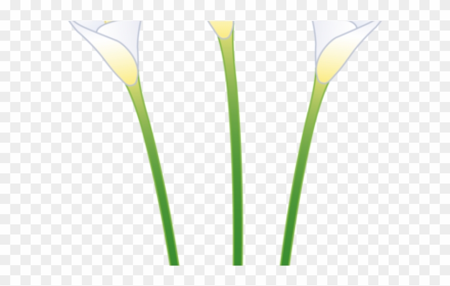 Easter Flower Clipart Calla Lily - Drawing - Png Download