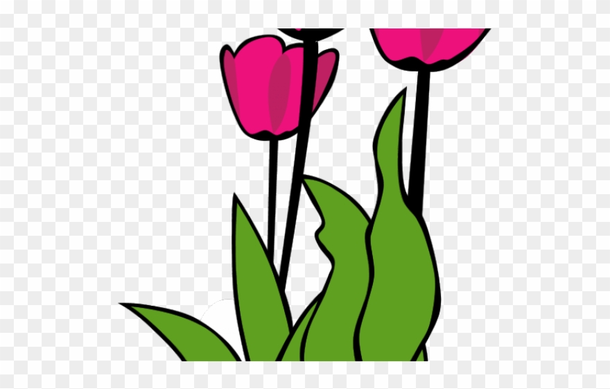 Calla Lily Clipart Altar Flower - Tulip Clip Art - Png Download